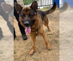 German Shepherd Dog Dogs for adoption in Riverside, CA, USA