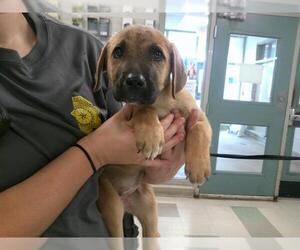 Mutt Dogs for adoption in Oklahoma City, OK, USA