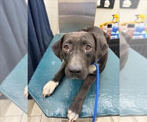 Labrador Retriever Dogs for adoption in Mobile, AL, USA
