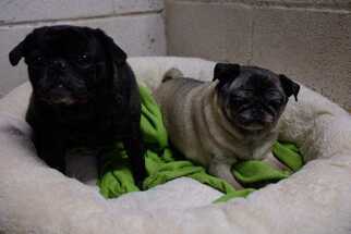 Pug Dogs for adoption in Elmsford, NY, USA