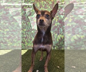 Chihuahua Dogs for adoption in Phoenix, AZ, USA