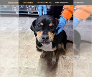 Black and Tan Coonhound-Labrador Retriever Mix Dogs for adoption in Benton, PA, USA