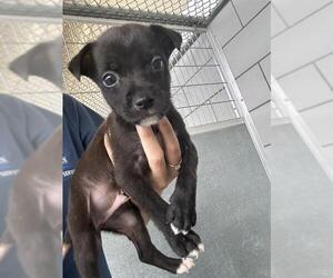 American Pit Bull Terrier Dogs for adoption in Baytown, TX, USA