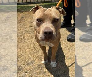 Mutt Dogs for adoption in Riverside, CA, USA