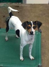 Jack Russell Terrier Dogs for adoption in Woodside, NY, USA