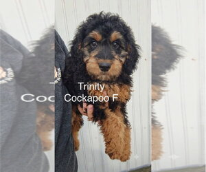 Cock-A-Poo Dogs for adoption in Studio City, CA, USA