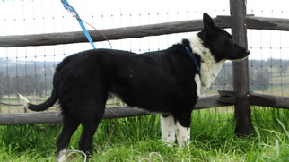 Border Collie Dogs for adoption in Vacaville, CA, USA