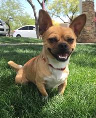 Chug Dogs for adoption in CHANDLER, AZ, USA
