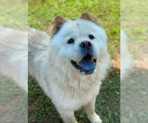 Chow Chow Dogs for adoption in Virginia Beach, VA, USA