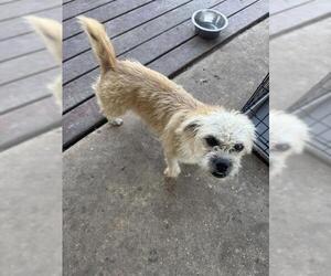 Mutt Dogs for adoption in San Antonio, TX, USA