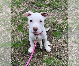 Mutt Dogs for adoption in Philadelphia, PA, USA