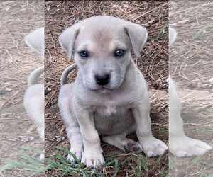 Medium Photo #2 Labrador Retriever-Unknown Mix Puppy For Sale in Rockaway, NJ, USA