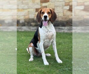 Treeing Walker Coonhound Dogs for adoption in PIPE CREEK, TX, USA