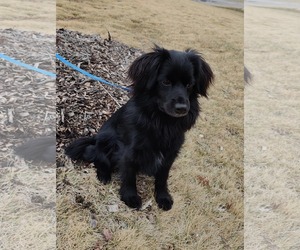 Spaniel-Unknown Mix Dogs for adoption in St. Louis Park, MN, USA