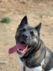 Akita Dogs for adoption in San Francisco, CA, USA