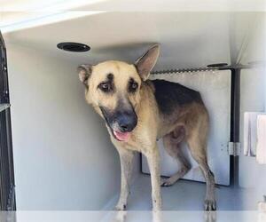 German Shepherd Dog Dogs for adoption in Houston, TX, USA