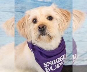 Poodle (Miniature)-Unknown Mix Dogs for adoption in Kennesaw, GA, USA