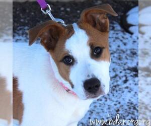 Jack Russell Terrier-Unknown Mix Dogs for adoption in Cheyenne, WY, USA