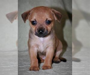 Jack Chi Dogs for adoption in Attalka, AL, USA