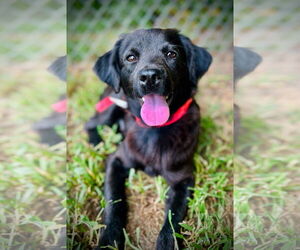 Mutt Dogs for adoption in Pacolet, SC, USA