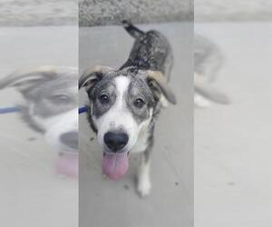 Siberian Husky-Unknown Mix Dogs for adoption in Placerville, CA, USA