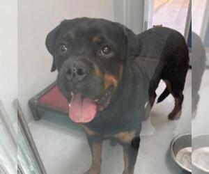 Rottweiler-Unknown Mix Dogs for adoption in Las Vegas, NV, USA