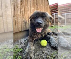 Chow Chow-Unknown Mix Dogs for adoption in Plano, TX, USA