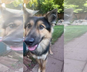 German Shepherd Dog Dogs for adoption in Woodland, CA, USA