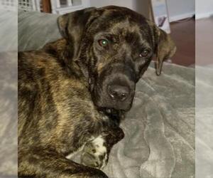 Plott Hound Dogs for adoption in Dallas, TX, USA