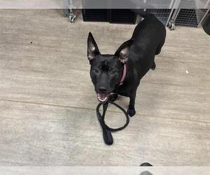 Mutt Dogs for adoption in Pasadena, CA, USA