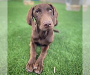 German Shorthaired Pointer Dogs for adoption in Fredericksburg, TX, USA