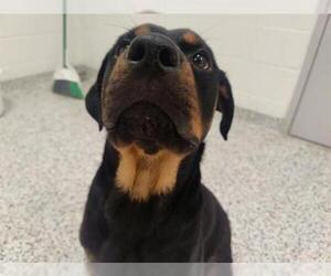 Rottweiler Dogs for adoption in Canfield, OH, USA