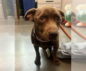 Dachshund-Unknown Mix Dogs for adoption in Houston, TX, USA