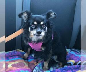 Chihuahua Dogs for adoption in Pawtucket, RI, USA