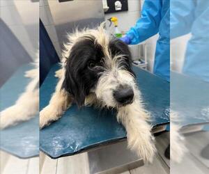 German Wirehaired Pointer-Unknown Mix Dogs for adoption in Mobile, AL, USA