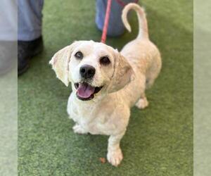 Cockapoo (Miniature) Dogs for adoption in Camarillo, CA, USA