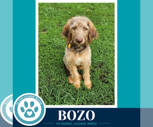 Mutt Dogs for adoption in Kimberton, PA, USA