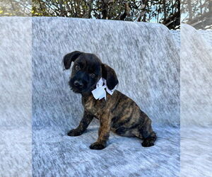 Chiweenie Dogs for adoption in MIDWAY, UT, USA