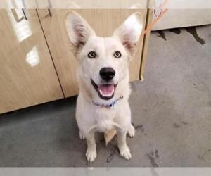 Goberian Dogs for adoption in Camarillo, CA, USA