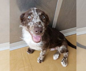 Sheprador Dogs for adoption in Lakewood, CO, USA