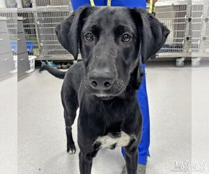 Labrador Retriever-Retriever Mix Dogs for adoption in Washington, DC, USA