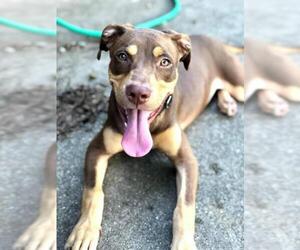 Doberman Pinscher-Labrador Retriever Mix Dogs for adoption in Royse City, TX, USA