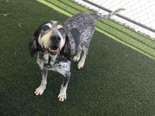 Bluetick Coonhound Dogs for adoption in Waynesville, NC, USA
