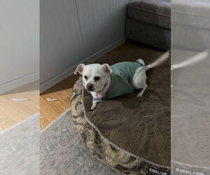 Chihuahua-Unknown Mix Dogs for adoption in Woodbury, NY, USA