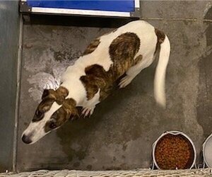 Plott Hound Dogs for adoption in Tavares, FL, USA