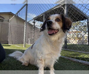 Mutt Dogs for adoption in Downey, CA, USA