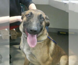 Mutt Dogs for adoption in Pampa, TX, USA