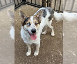 Australian Shepherd-Unknown Mix Dogs for adoption in Riverside, CA, USA
