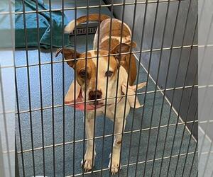 American Pit Bull Terrier Dogs for adoption in Pearland, TX, USA