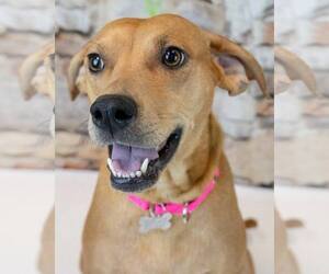 Mutt Dogs for adoption in Kennesaw, GA, USA